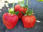 Portola | Strawberry Species 